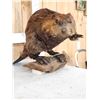 Image 4 : Beaver Full Body Taxidermy Mount
