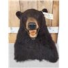 Image 2 : Black Bear Table Top Bust Taxidermy