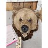 Image 2 : Vintage Grizzly Bear Head Taxidermy