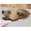 Image 4 : Vintage Grizzly Bear Head Taxidermy