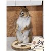 Image 2 : Pine Squirrel Full Body Taxidermy Mount