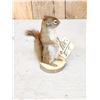 Image 3 : Pine Squirrel Full Body Taxidermy Mount