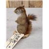 Image 4 : Pine Squirrel Full Body Taxidermy Mount