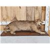 Image 1 : Vintage Bobcat Full Body Taxidermy Mount
