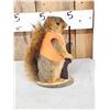Image 2 : Hunting Squirrel Full Body Taxidermy Mount