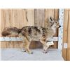 Image 1 : Coyote Full Body Taxidermy Mount