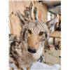 Image 3 : Coyote Full Body Taxidermy Mount