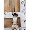 Image 1 : Sheriff Squirrel Full Body Taxidermy Mount