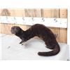 Image 3 : Mink Full Body Taxidermy Mount