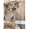 Image 2 : Vintage Bobcat Full Body Taxidermy Mount