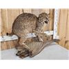 Image 3 : Vintage Bobcat Full Body Taxidermy Mount