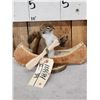 Image 2 : Squirrel In A Birch Bark Canoe Taxidermy