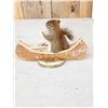 Image 4 : Squirrel In A Birch Bark Canoe Taxidermy