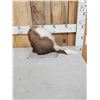 Image 2 : Skunk Ape Table Top Pedestal Taxidermy Mount