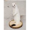 Image 3 : White Weasel Taxidermy Mount