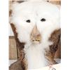 Image 2 : The Dreaded Swamp Monster Taxidermy Mount