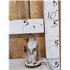 Image 1 : Pine Squirrel Full Body Taxidermy Mount