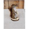 Image 3 : Pine Squirrel Full Body Taxidermy Mount