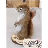 Image 4 : Pine Squirrel Full Body Taxidermy Mount