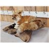 Image 3 : Red Fox Full Body Taxidermy Mount