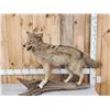 Image 1 : Coyote Full Body Taxidermy Mount