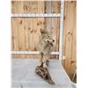 Image 2 : Coyote Full Body Taxidermy Mount