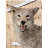 Image 3 : Coyote Full Body Taxidermy Mount