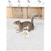 Image 3 : Squirrel Full Body Taxidermy Mount