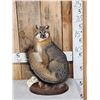Image 1 : Grey Fox Full Body Taxidermy Mount