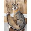 Image 2 : Grey Fox Full Body Taxidermy Mount