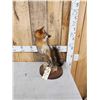 Image 3 : Grey Fox Full Body Taxidermy Mount