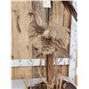 Image 2 : Rooster & Hen Ringneck Pheasants Taking Flight Bird Taxidermy