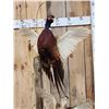 Image 6 : Rooster & Hen Ringneck Pheasants Taking Flight Bird Taxidermy