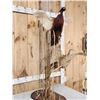 Image 7 : Rooster & Hen Ringneck Pheasants Taking Flight Bird Taxidermy