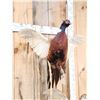 Image 8 : Rooster & Hen Ringneck Pheasants Taking Flight Bird Taxidermy