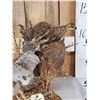 Image 2 : Pair Of Quail Taking Flight Bird Taxidermy