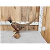 Image 1 : Ringneck Pheasant Full Body Bird Taxidermy