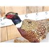 Image 2 : Ringneck Pheasant Full Body Bird Taxidermy