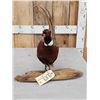 Image 3 : Ringneck Pheasant Full Body Bird Taxidermy