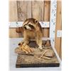 Image 1 : Raccoon Full Body Taxidermy Mount