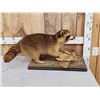 Image 4 : Raccoon Full Body Taxidermy Mount