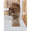Image 4 : Raccoon Full Body Taxidermy Mount