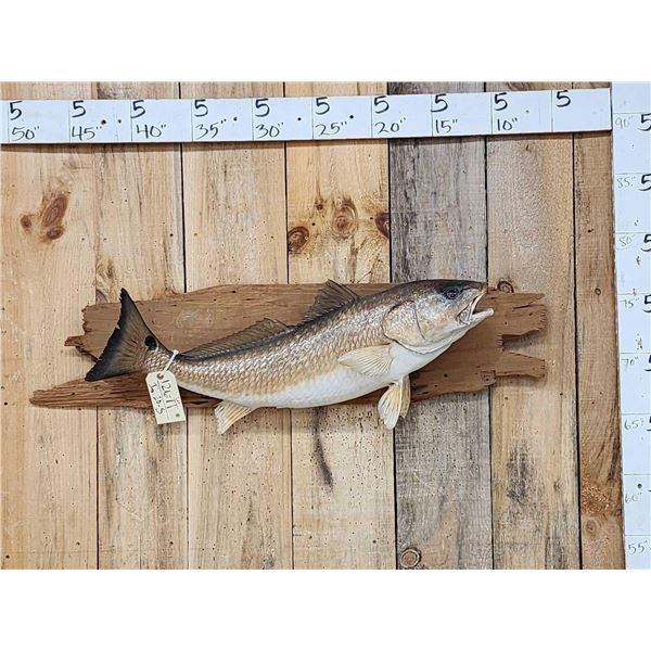 33" Red Fish Real Skin Fish Taxidermy
