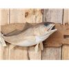 Image 2 : 33" Red Fish Real Skin Fish Taxidermy