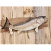 Image 3 : 33" Red Fish Real Skin Fish Taxidermy