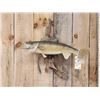 Image 2 : 25" Walleye Real Skin Fish Taxidermy