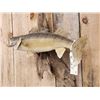 Image 4 : 25" Walleye Real Skin Fish Taxidermy