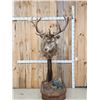 Image 1 : Red Stag Pedestal Taxidermy Mount
