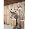 Image 3 : Red Stag Pedestal Taxidermy Mount