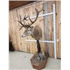 Image 4 : Red Stag Pedestal Taxidermy Mount